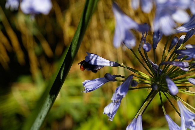 Jardin des Impressionnistes-089